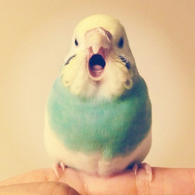 Learn How To Quiet A Screaming Parrot ParrotsLove