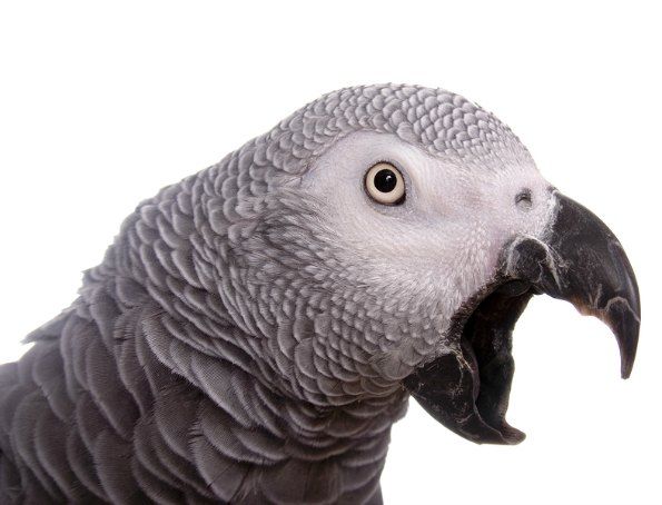 Learn How To Quiet A Screaming Parrot