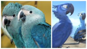 The Surprising News about Blue Macaw Parrot From The Movie 'Rio' Parrots Love