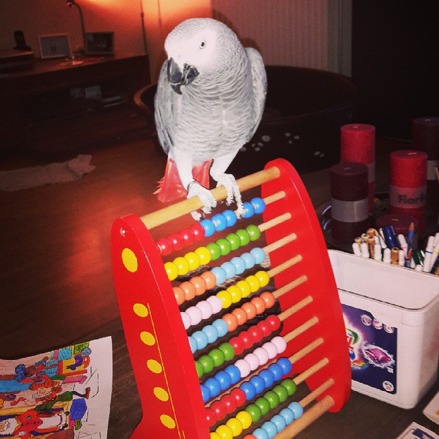 Parrots are the most intelligent birds