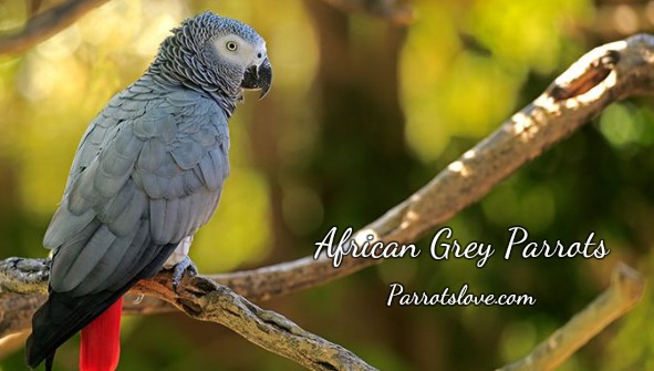 African Grey Parrots ParrotsLove