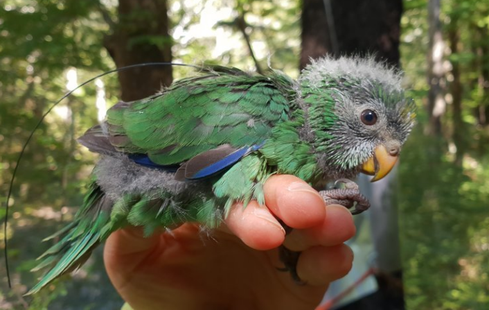 Very Rarest Birds in New Zealand is Having its Best Breeding Season in Decades ParrotsLove