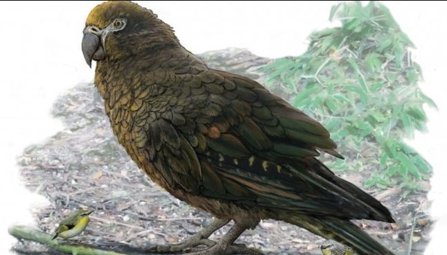 The former New Zealand parrot was 1m (3.28 ft) high, according to research - parrotslove