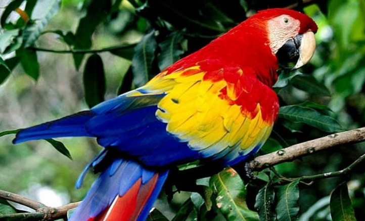 15 Facts: Parrot bird information | ParrotsLove