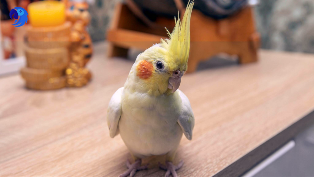 What Do You Need To Know Before Getting a Cockatiel, parrotslove.com