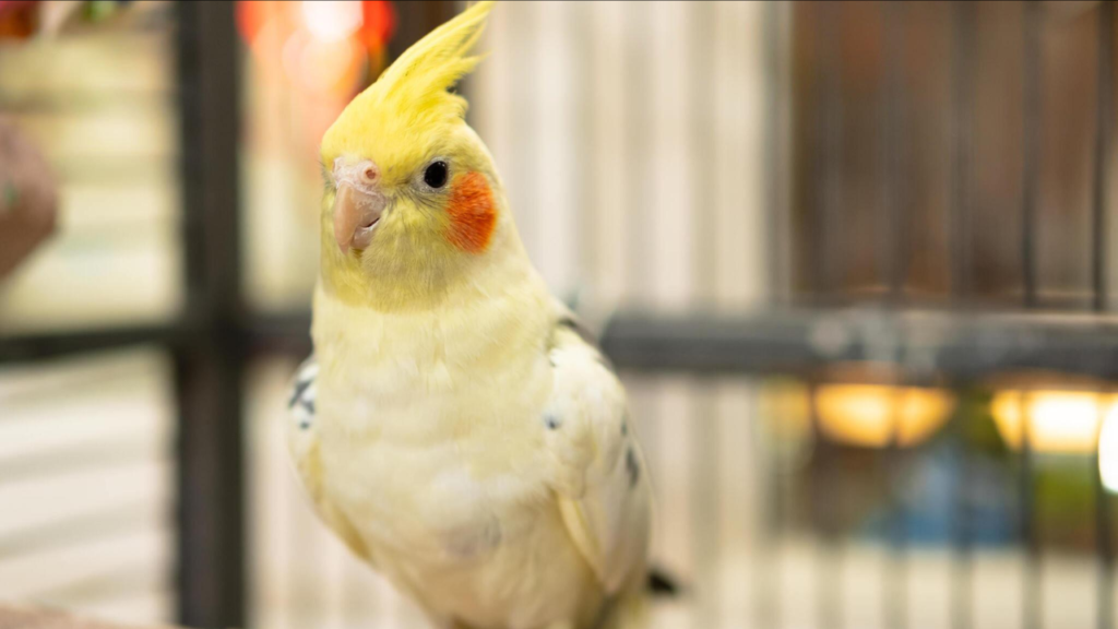 What Do You Need To Know Before Getting a Cockatiel, parrotslove.com