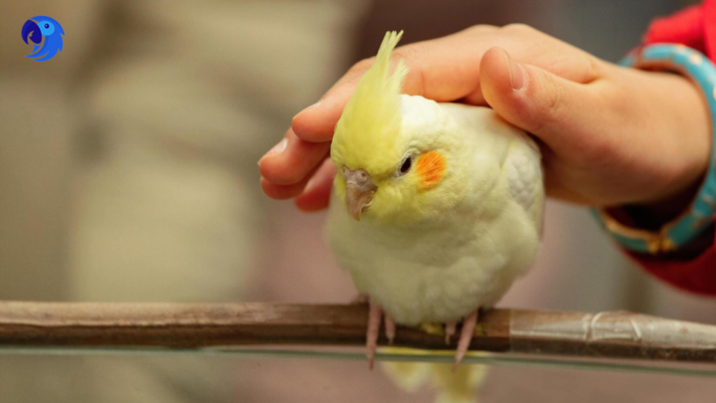 What Do You Need To Know Before Getting a Cockatiel, parrotslove.com