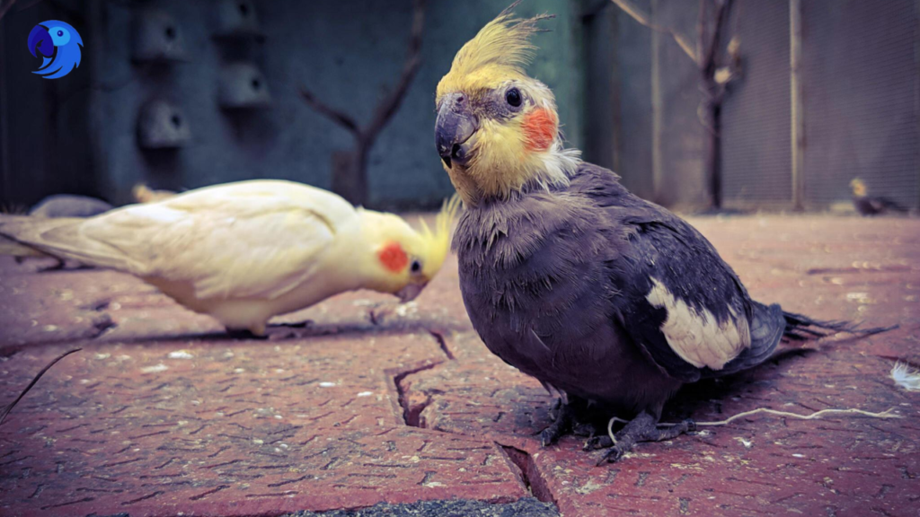 What Do You Need To Know Before Getting a Cockatiel, parrotslove.com