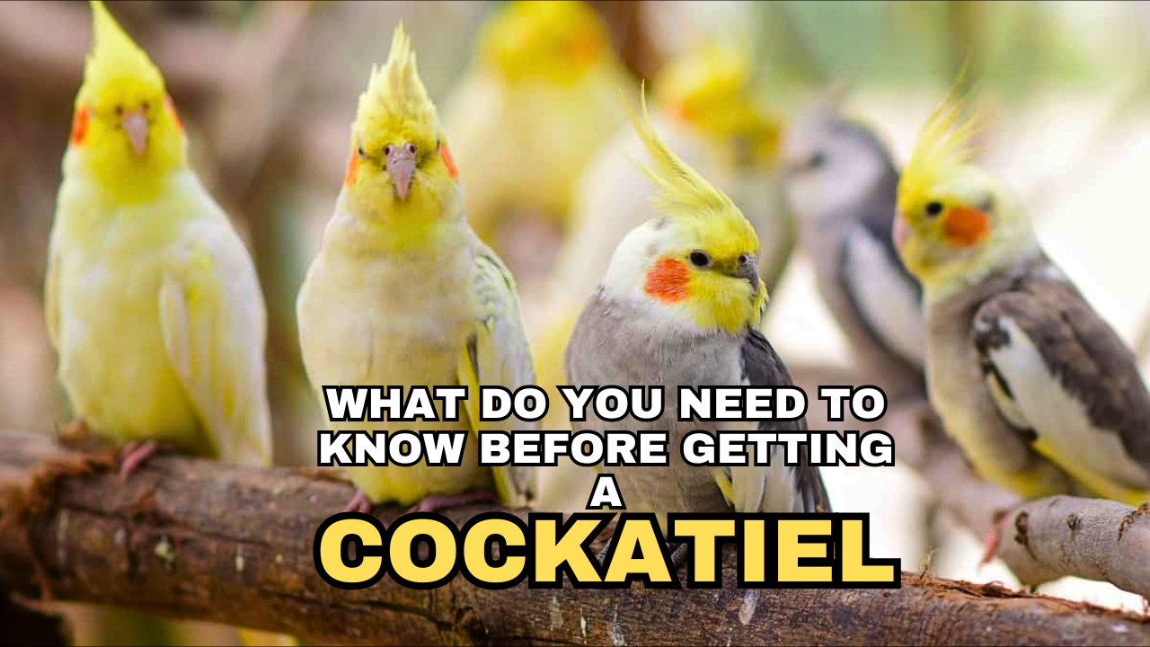 What Do You Need To Know Before Getting a Cockatiel, parrotslove.com