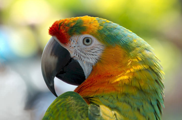 Top 16 Interesting Facts You Did Not Know About Parrots