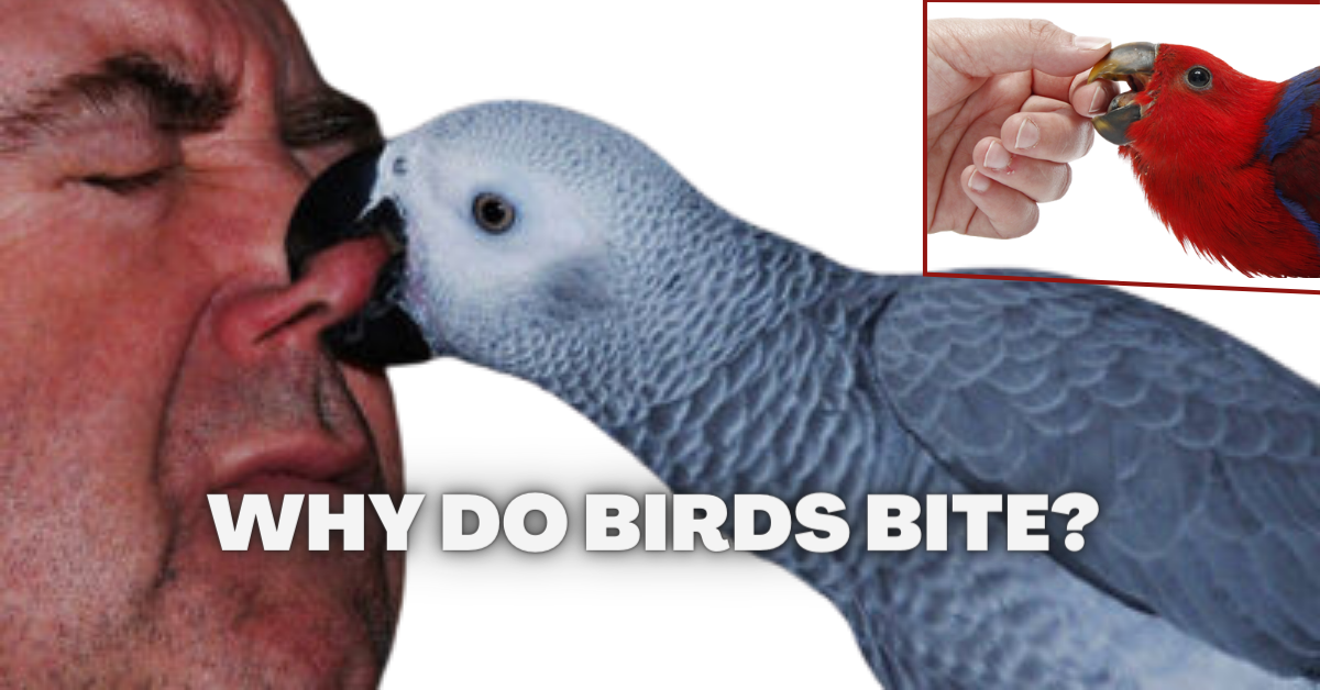 Why Do Birds Bite? parrotslove