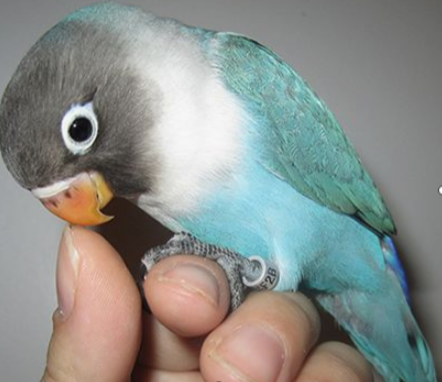 Lovebirds as Pets and How You Care