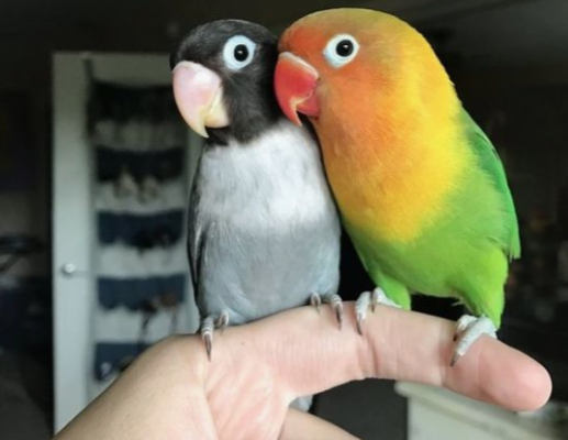 Lovebirds as Pets and How You Care