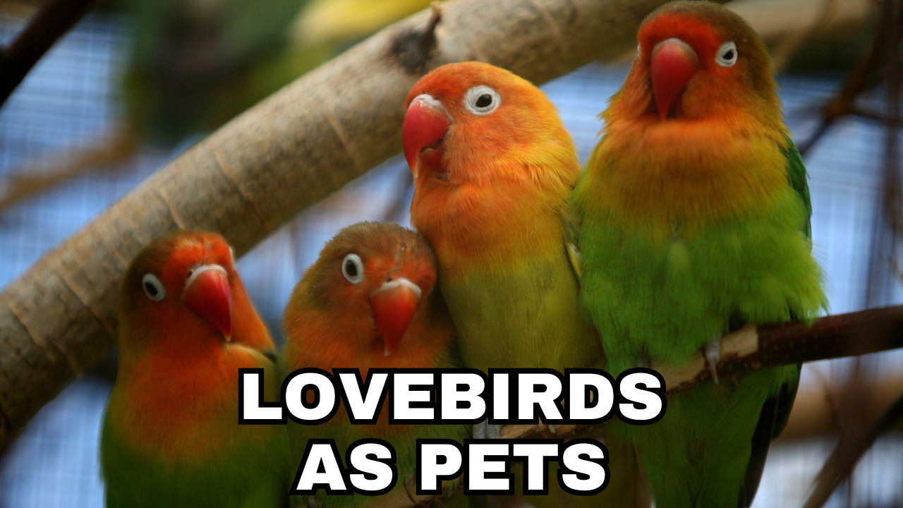 Lovebirds as Pets and How You Care. parrotslove