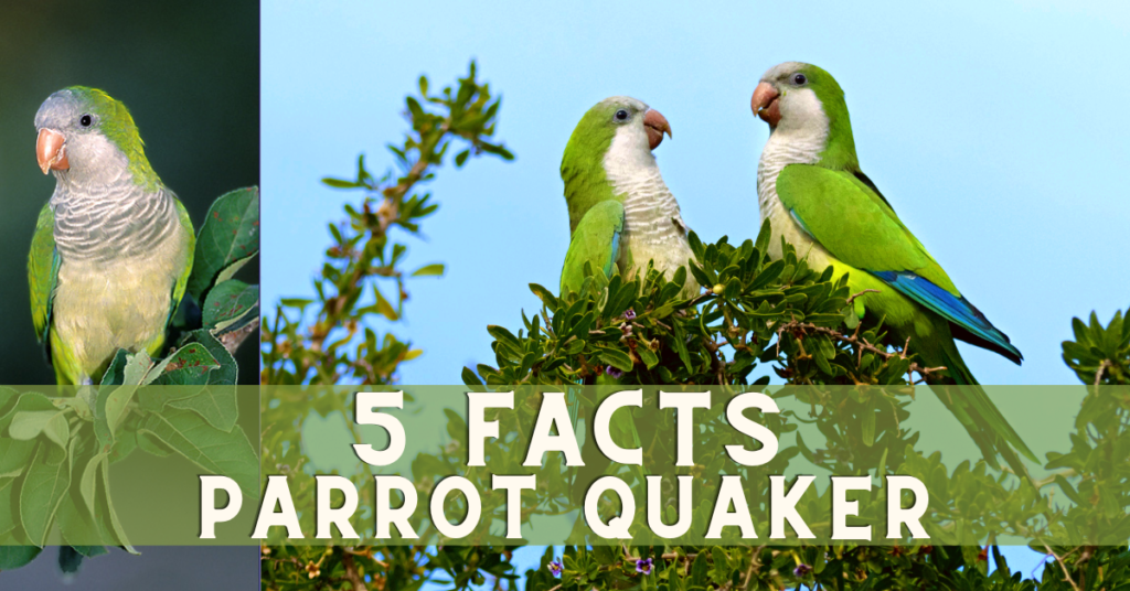 5 Interesting Facts About Parrot Quaker