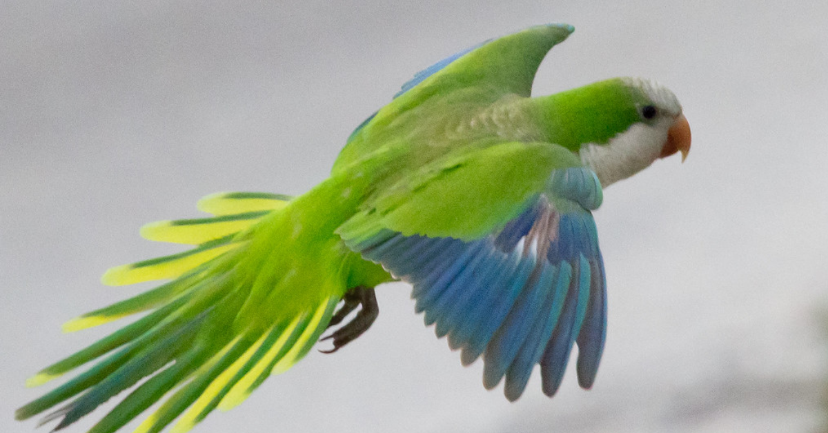 5# Quakers parrots Are known by various names, parrotslove, Quaker Parakeet