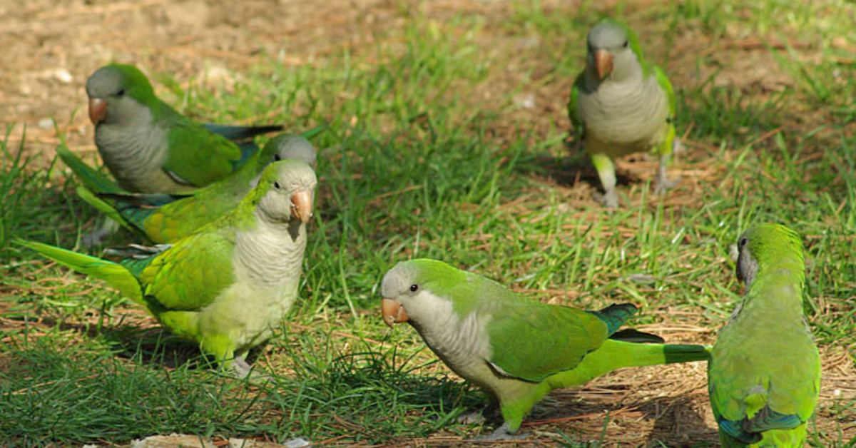 Quaker Parrots Can Live Very Long, parrotslove, Quaker Parakeet