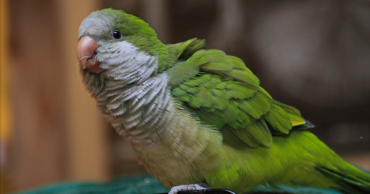 Quaker Parrots Great Talkers, parrotslove