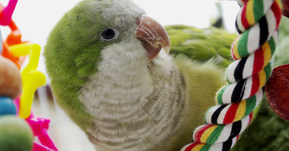 Quakers Parakeet Need a Varied Diet, parrotslove