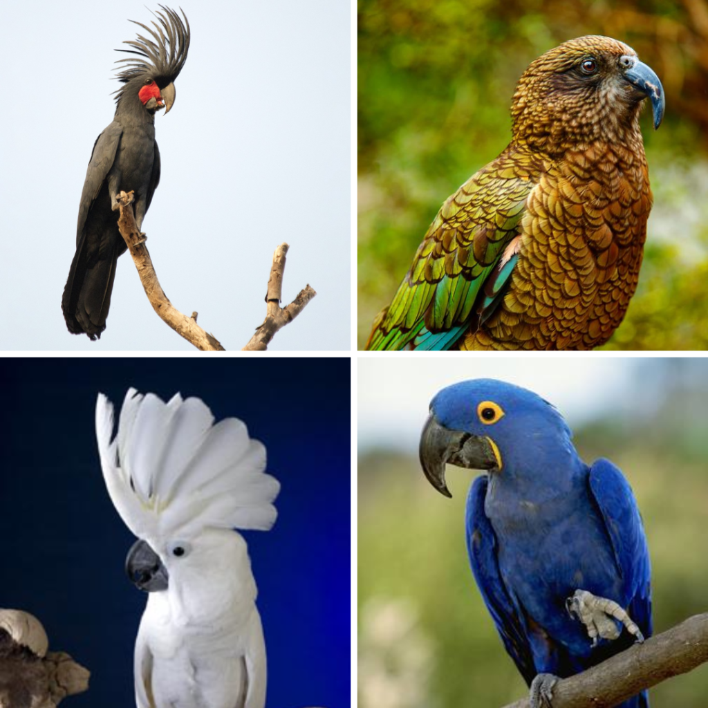 Discover the Fascinating World of Parrots: A Guide to the Different Types of Parrots, parrotslove