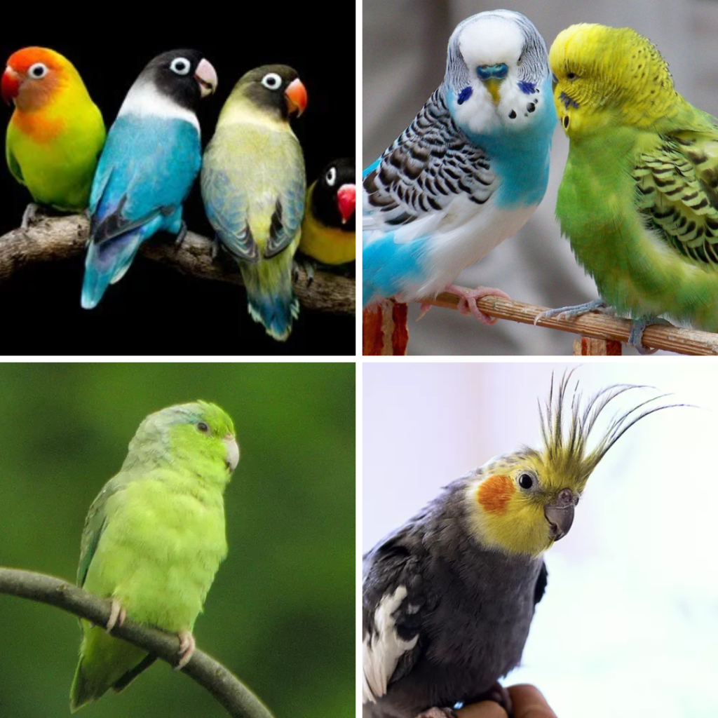 Discover the Fascinating World of Parrots: A Guide to the Different Types of Parrots, parrotslove