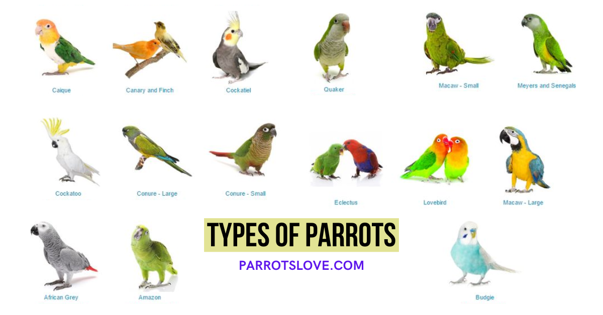 Discover the Fascinating World of Parrots: A Guide to the Different Types of Parrots, parrotslove