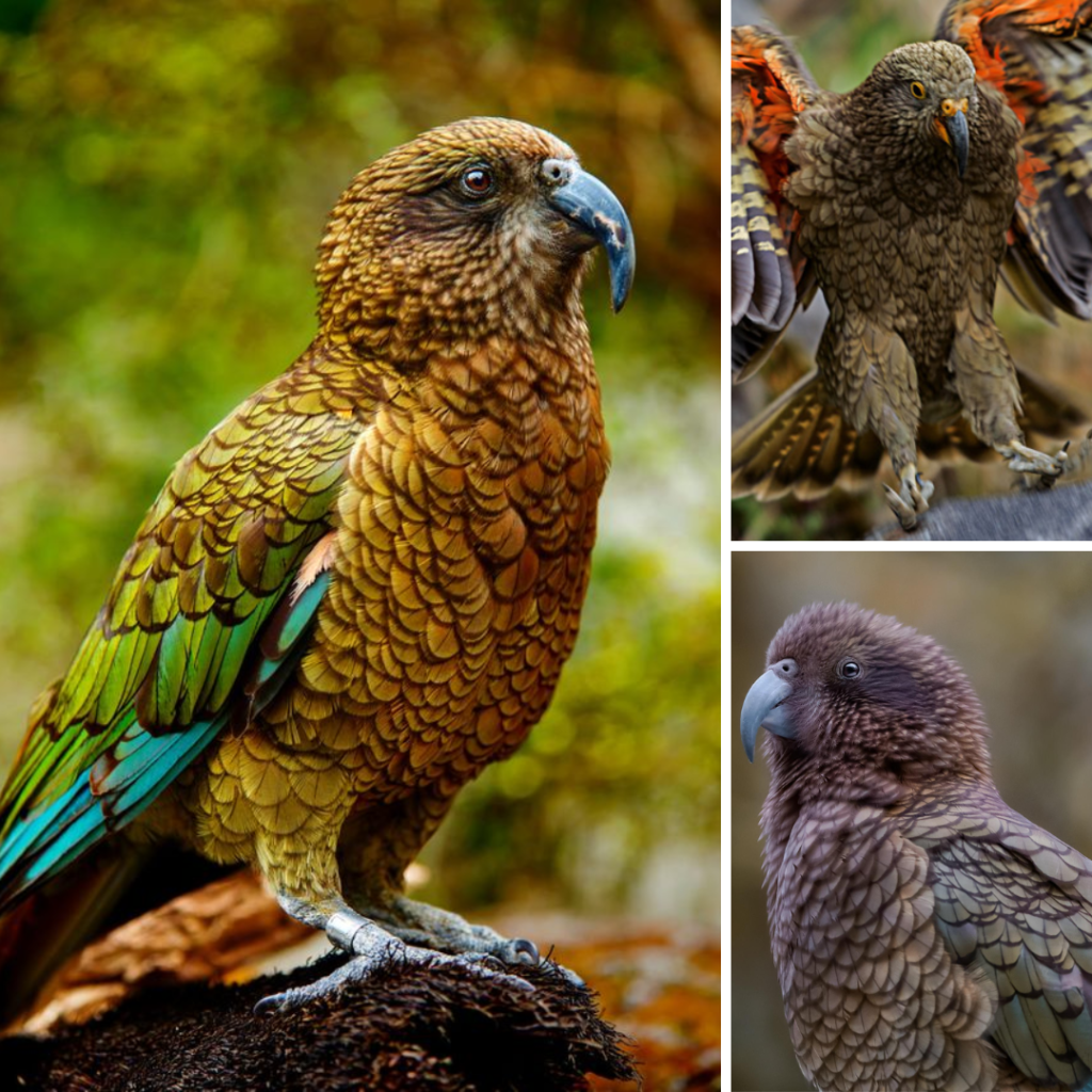 Alpine Parrot Kea: A Mischievous Charmer and Intelligent of New Zealand, parrotslove