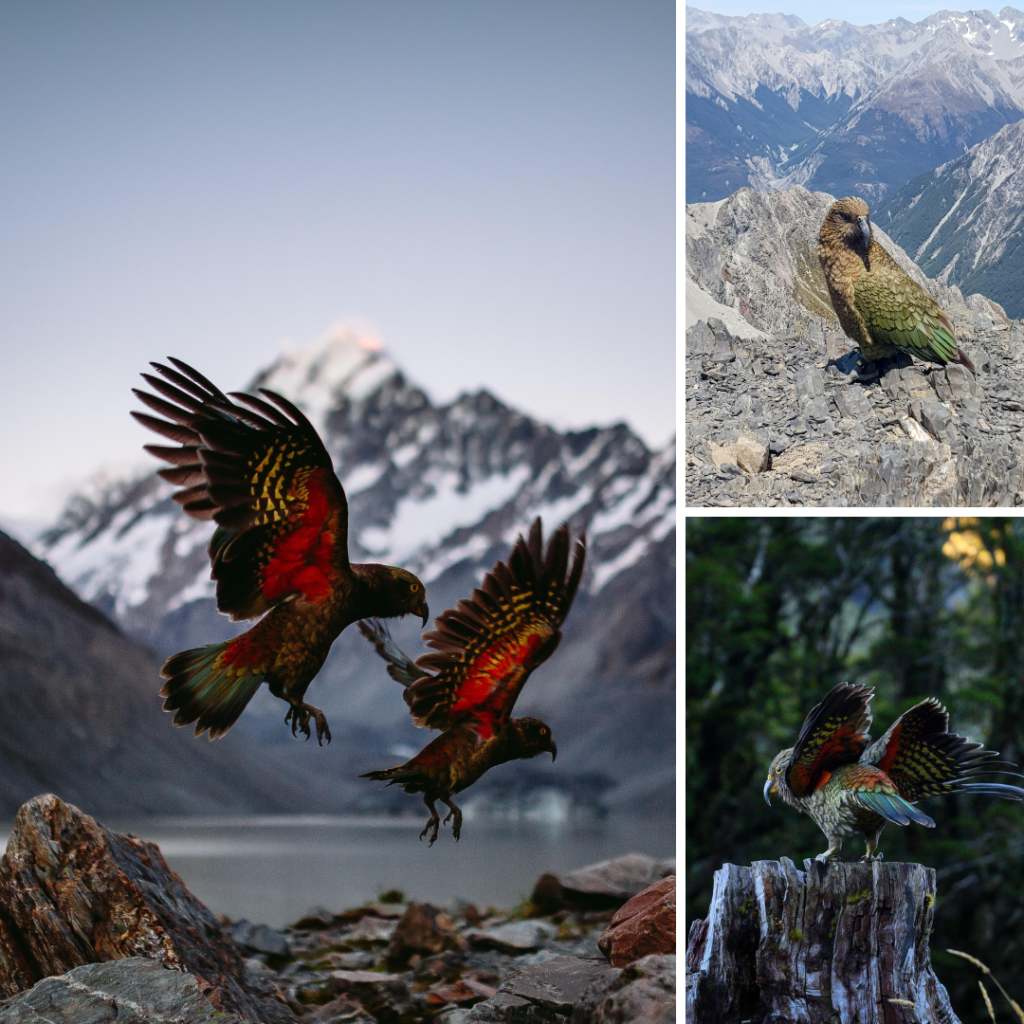 Alpine Parrot Kea: A Mischievous Charmer and Intelligent of New Zealand, parrotslove