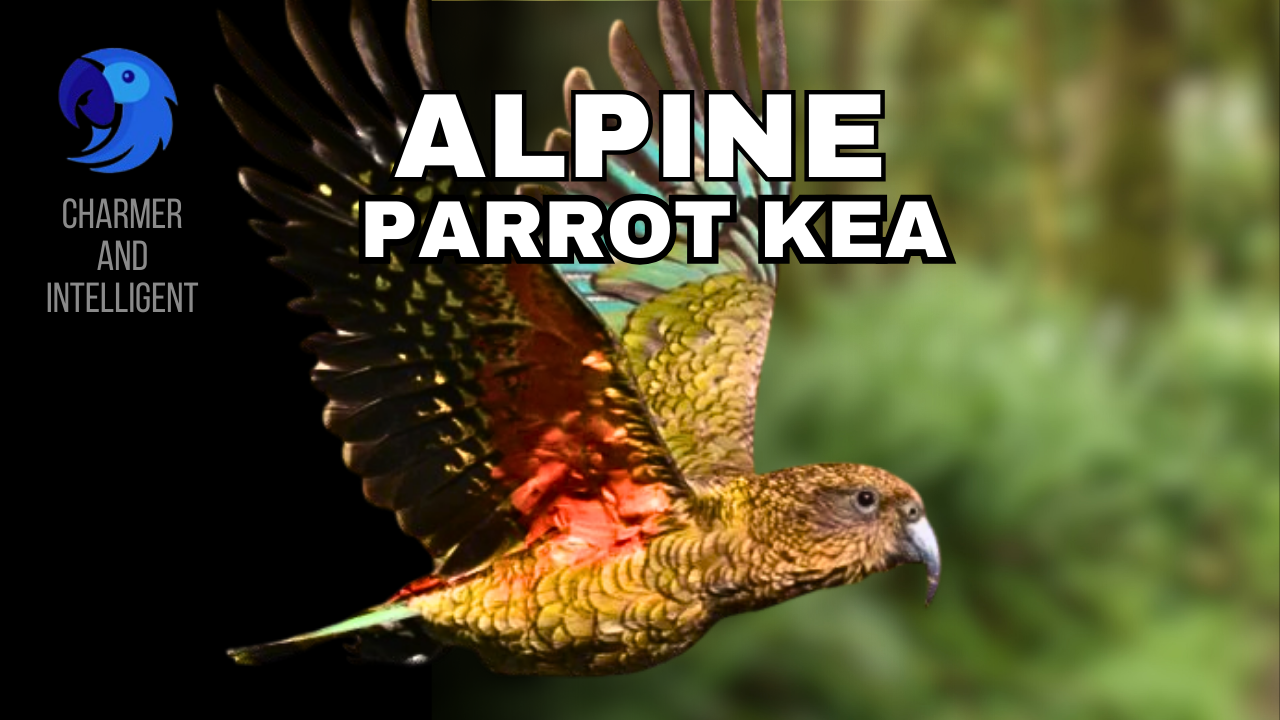 Alpine Parrot Kea: A Mischievous Charmer and Intelligent of New Zealand, parrotslove.com