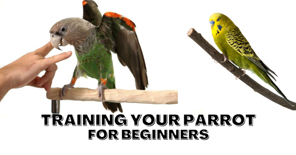 Parrot Training For Beginners | ParrotsLove