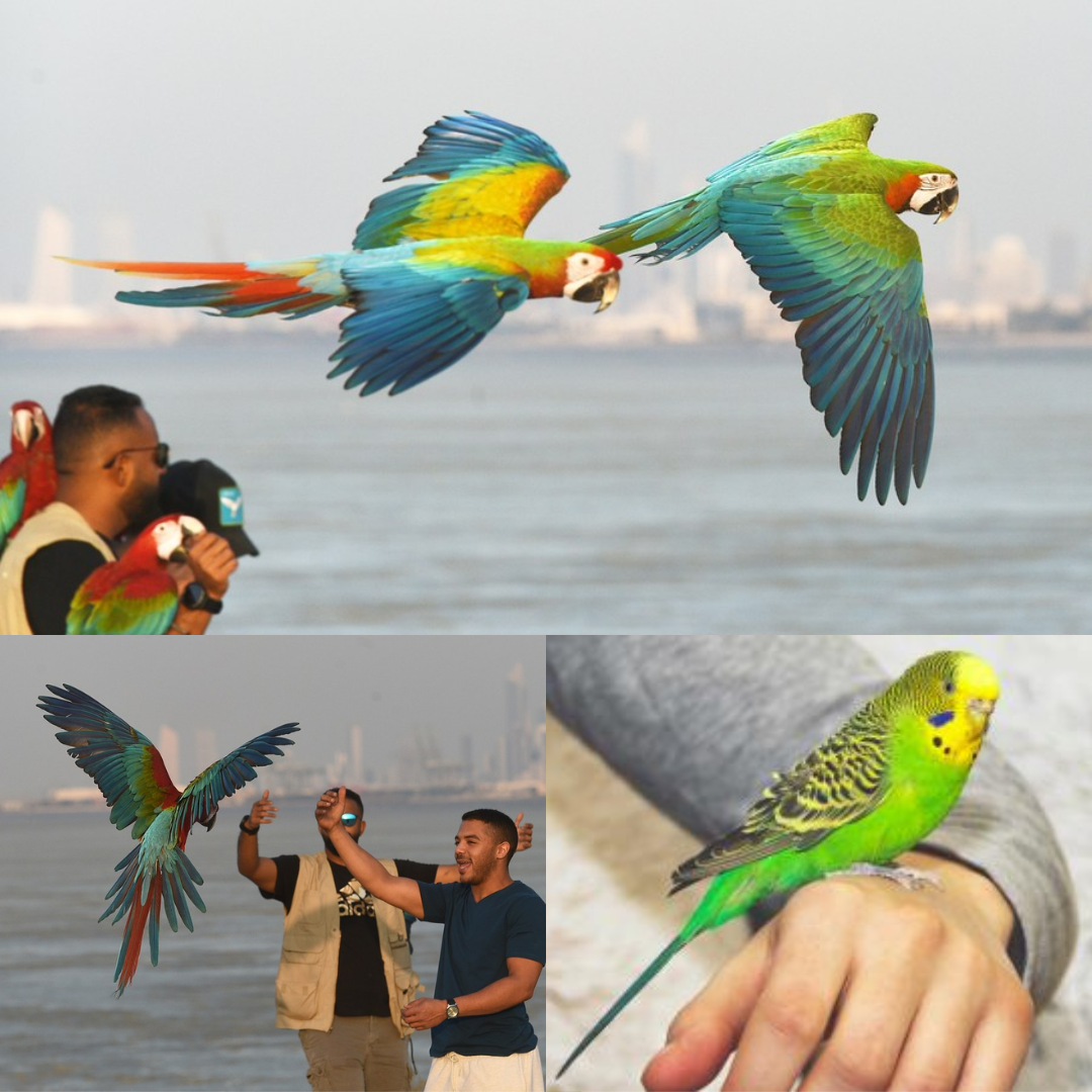 Parrot Training Courses For Beginners