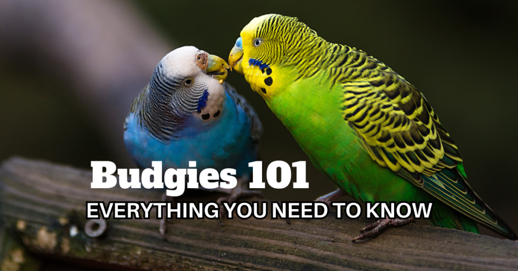 Budgies 101: Everything You Need to Know, parrotslove