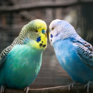 Budgie training, Budgies Diet, Budgies Diet, Budgies Diet Budgies Dietl Budgies Behavior Budgies Behavior budgies Bird Types Of Budgies Birdl l Budgie care, Budgie toys Budgie toy, Budgie health Budgie healthR , Budgie training Budgie training