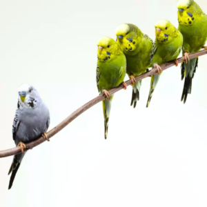 Budgies Diet, Budgies Diet Budgies Dietl Budgies Behavior Budgies Behavior budgies Bird Types Of Budgies Birdl l Budgie care, Budgie toys Budgie toy, Budgie health Budgie health , Budgie training Budgie training