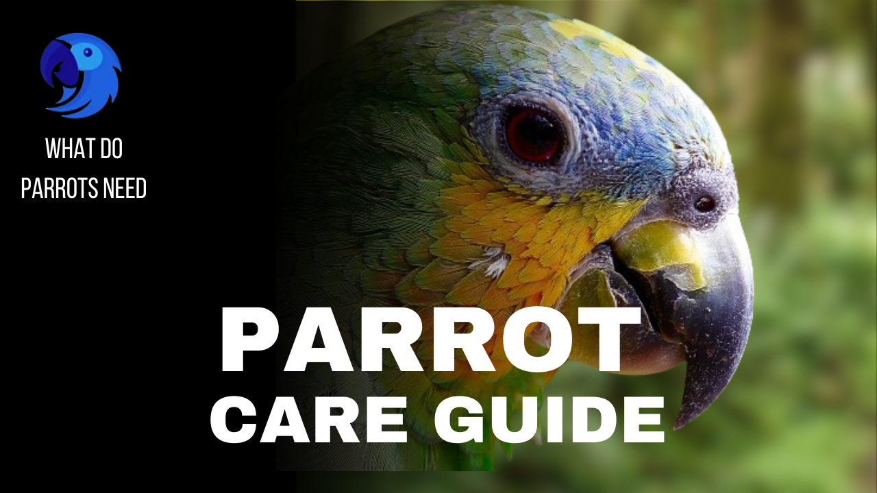 Parrot Care Guide - What Do Parrots Need, parrotslove.cpm