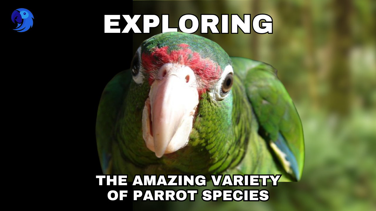 Types of Parrots - Exploring The Amazing Variety of Parrot Species