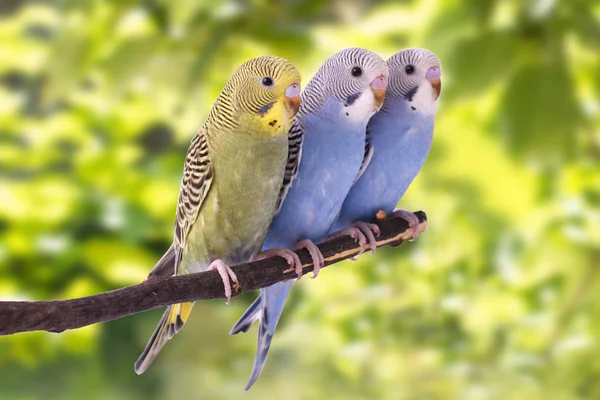 Parakeets (Budgerigars): Sociable and Vocal Pet Birds