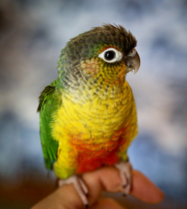 Conure Parrot: Active and Sociable Companions