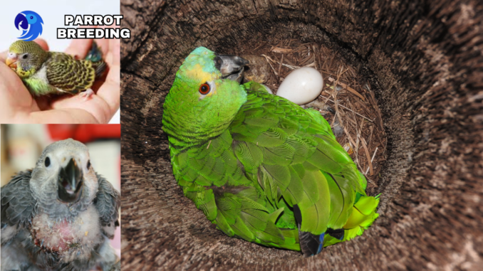 The Art of Parrot Breeding: A Comprehensive Guide to Success, parrotslve.com