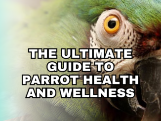 The Ultimate Guide to Parrot Health and Wellness: Everything You Need to Know