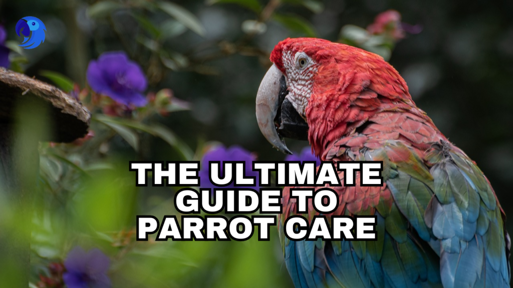 The Ultimate Guide to Parrot Care: From Novice to Expert