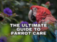 The Ultimate Guide to Parrot Care: From Novice to Expert