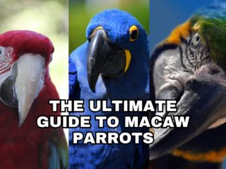 parrot-The Ultimate Guide to Macaw Parrots: From Care to Species,