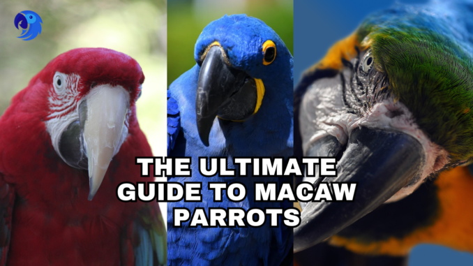 parrot-The Ultimate Guide to Macaw Parrots: From Care to Species,