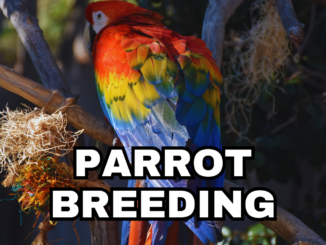 The Art of Parrot Breeding: A Comprehensive Guide to Success, parrotslve.com