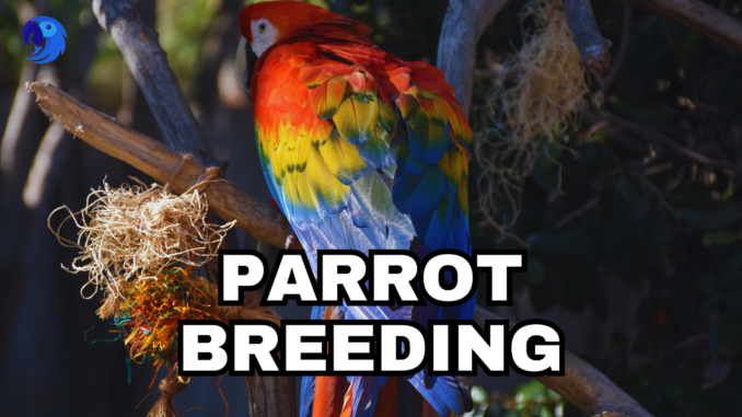 The Art of Parrot Breeding: A Comprehensive Guide to Success, parrotslve.com