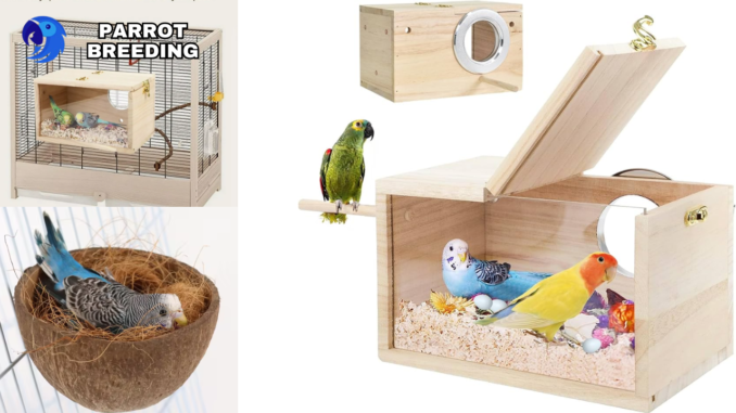 The Art of Parrot Breeding: A Comprehensive Guide to Success, parrotslve.com