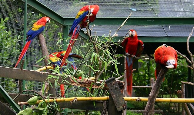 The Ultimate Guide to Macaw Parrots: From Care to Species, parrotslove.com