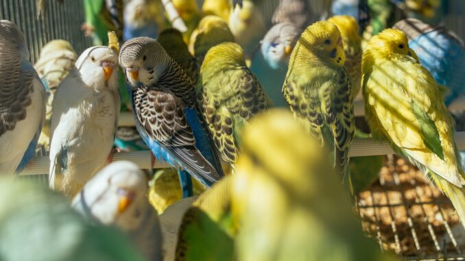 The Ultimate Guide to Parrot Care: From Novice to Expert