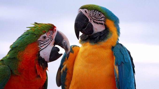 The Ultimate Guide to Macaw Parrots: From Care to Species, parrotslove.com